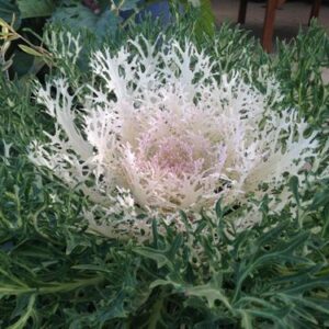 Brassica oleracea - Díszkáposzta "Peacock White F1" (min. 20 szem)