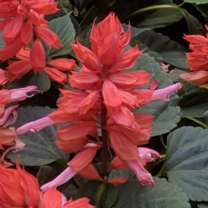 Salvia splendens - Paprikavirág "Vista Salmon" (min. 20 szem)