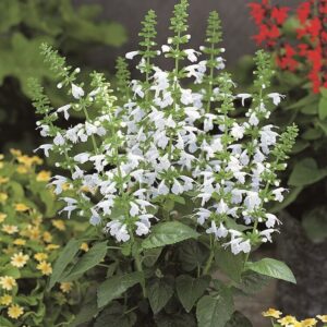 Salvia coccinea - Skarlátpiros zsálya "Snow Nymph" (min. 10 szem)