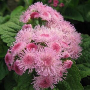Ageratum houstonianum - Bojtocska "rózsaszín" (min. 50 szem)