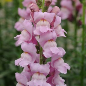 Antirrhinum majus - Tátika "Potomac Lavender" (min 20 szem)