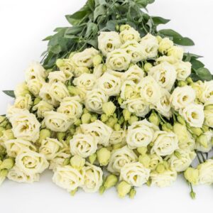 Eustoma grandiflorum - Liziantusz, préritárnics "Rosita 3 Yellow F1" (min 20 szem)