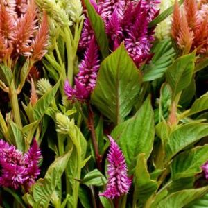 Celosia spicata - Kalászos celózia "Celway MIX" (min. 20 szem)