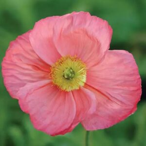Papaver nudicaule - Izlandi pipacs "Champagne b. PINK" (min. 20 szem)