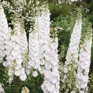 Delphinium elatum - Évelő szarkaláb "Magic Fountains Pure White" (min. 20 szem)