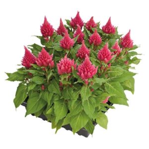 Celosia plumosa - Tollas celózia "Glorious Pink" (min. 20 szem)