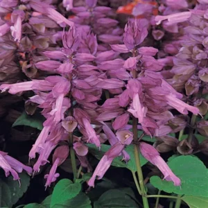 Salvia splendens - Paprikavirág "Vista Lavender" (min. 20 szem)