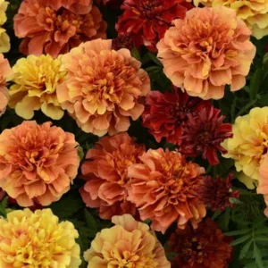 Tagetes patula - Büdöske "Strawberry blonde" (min. 30 szem)