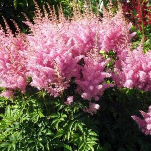 Astilbe "Eden's Odysee" - kerti tollbuga (1 db)