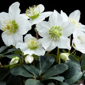 Helleborus niger - Fekete hunyor (min. 10 szem mag)
