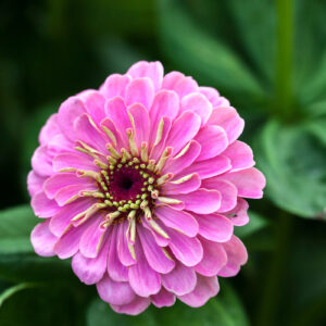 Zinnia elegans - Rézvirág "Super yoga rózsaszín" (min 20 szem)