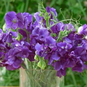 Lathyrus odoratus - Szagos bükköny "King Size Navy Blue" (12 szem)