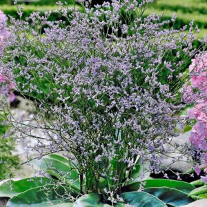 Limonium latifolium - Széleslevelű sóvirág - (min. 20 szem mag)
