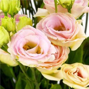 Eustoma grandiflorum - Liziantusz, préritárnics "Rosita 3 Champagne F1" (min 20 szem)