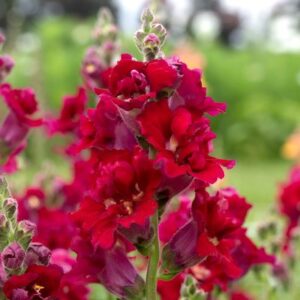 Antirrhinum majus - Tátika "Madame Butterfly Red" (min 20 szem)