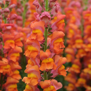 Antirrhinum majus - Tátika "Potomac Dark orange" (min 20 szem)
