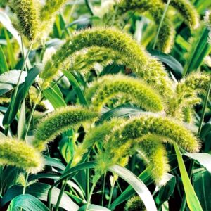 Setaria macrostachya - Rókafarkú köles "zöld" (min. 40 szem)