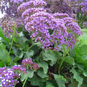 Limonium perezii - Tengerparti sóvirág - (min. 20 szem mag)