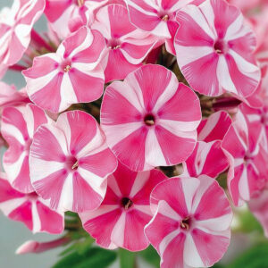 Phlox paniculata "Wind Mill" - Bugás lángvirág (1 db)