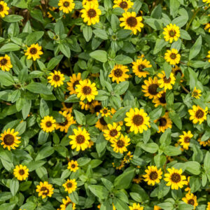 Sanvitalia procumbens - Heverő tömpevirág (min. 30 szem)