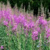 Epilobium angustifolium – Erdei deréce "rózsaszín" (min. 40 szem) - Image 2