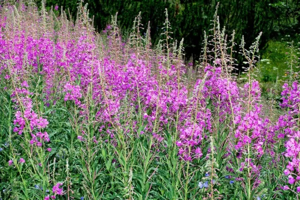 Epilobium angustifolium – Erdei deréce "rózsaszín" (min. 40 szem) - Image 2