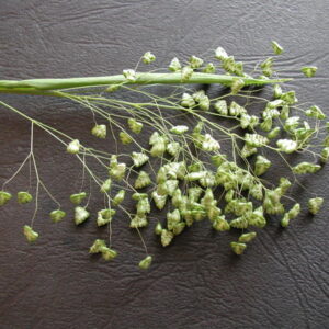 Briza minima - Kis rezgőfű (min. 20 szem)