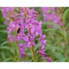 Epilobium angustifolium – Erdei deréce "rózsaszín" (min. 40 szem) - Image 3