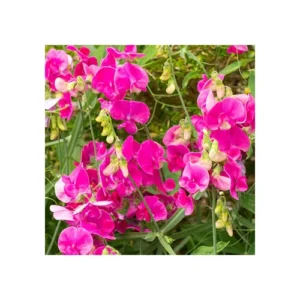 Lathyrus latifolius - Nagyvirágú lednek "Red Pearl" (min. 10 szem)