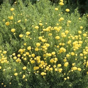 Santolina rosmarinifolia - Zöld cipruska (min. 20 szem)