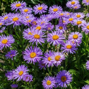 Aster alpinus - Havasi őszirózsa "kék" (min. 30 szem)