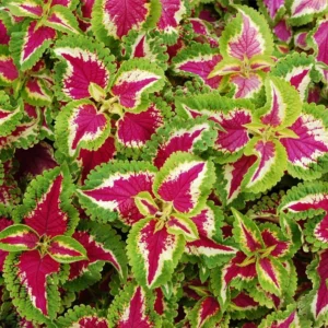 Coleus blumei - Díszcsalán "Fairway Mosaic" (min. 20 szem)