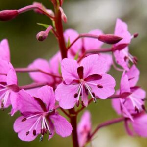 Epilobium angustifolium – Erdei deréce "rózsaszín" (min. 40 szem)