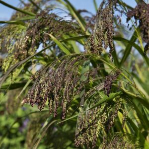 Panicum violaceum - Csüngő bordó díszköles (min. 30 szem)