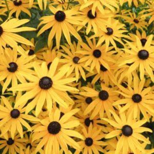Rudbeckia subtomentosa - Kúpvirág (min. 30 szem)