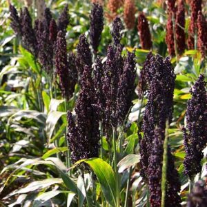 Sorghum nigrum - fekete cirok - (min. 20 szem)