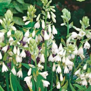 Galtonia candicans – Nyári jácint (min. 20 szem mag)