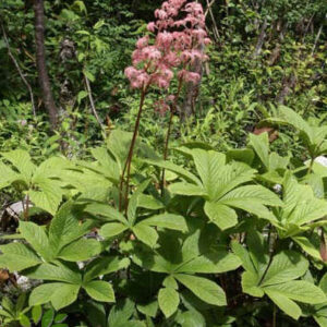 Rodgersia aesculifolia var. henrici - Rózsaszín tópartifű (min. 20 szem mag)