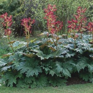 Rheum palmatum f. atrosanguineum - Kínai dísz-rebarbara (min. 10 szem mag)