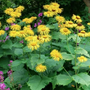 Inula magnifica – Peremizs (min. 20 szem mag)