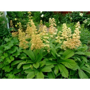 Rodgersia pinnata - Tenyeres tópartifű (min. 20 szem mag)