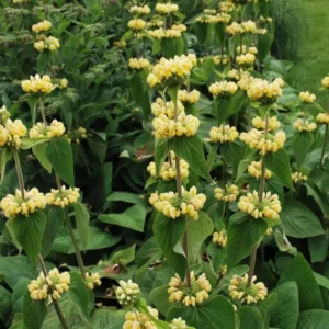 Phlomis russeliana - Kis-ázsiai macskahere (min. 20 szem mag)