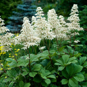 Rodgersia aesculifolia - Nagytermetű tópartifű (min. 20 szem mag)