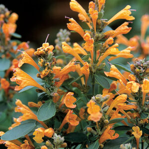 Agastache hybrida - Kolibrimenta "Sandstone" (min. 10 szem)