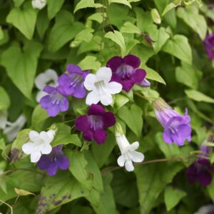 Asarina scandens - Futó oroszlánszáj "MIX" (min. 10 szem)