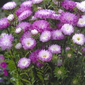 Callistephus chinensis / Aster - Őszirózsa "Matsumoto Pink tipped White" (min. 50 szem)