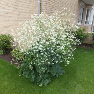 Crambe cordifolia - Szívlevelű tátorján (min. 10 szem mag)