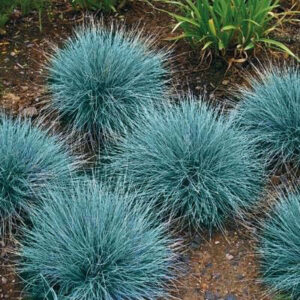 Festuca glauca - Kék csenkesz "Blue select" (min. 20 szem mag)