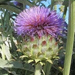 Cynara cardunculus f. scolymus – Articsóka "Imperial Star" (min. 10 szem mag)