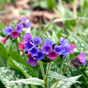 Pulmonaria officinalis - Tüdőfű (min. 20 szem mag)